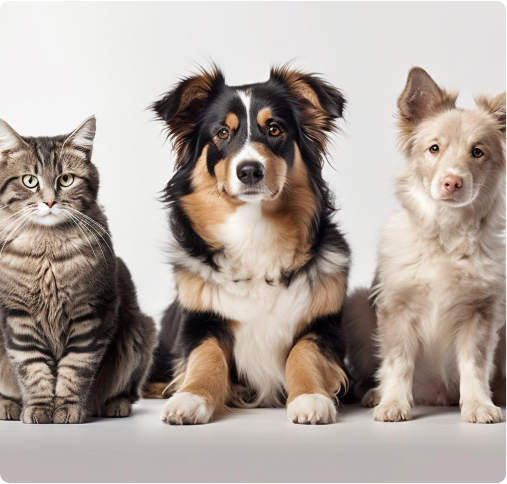 Três animais sentados, um gato e dois cachorros